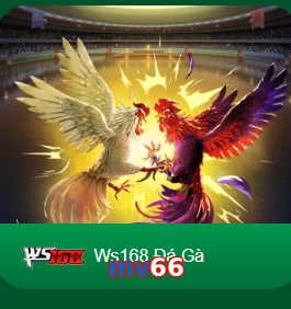 mv66